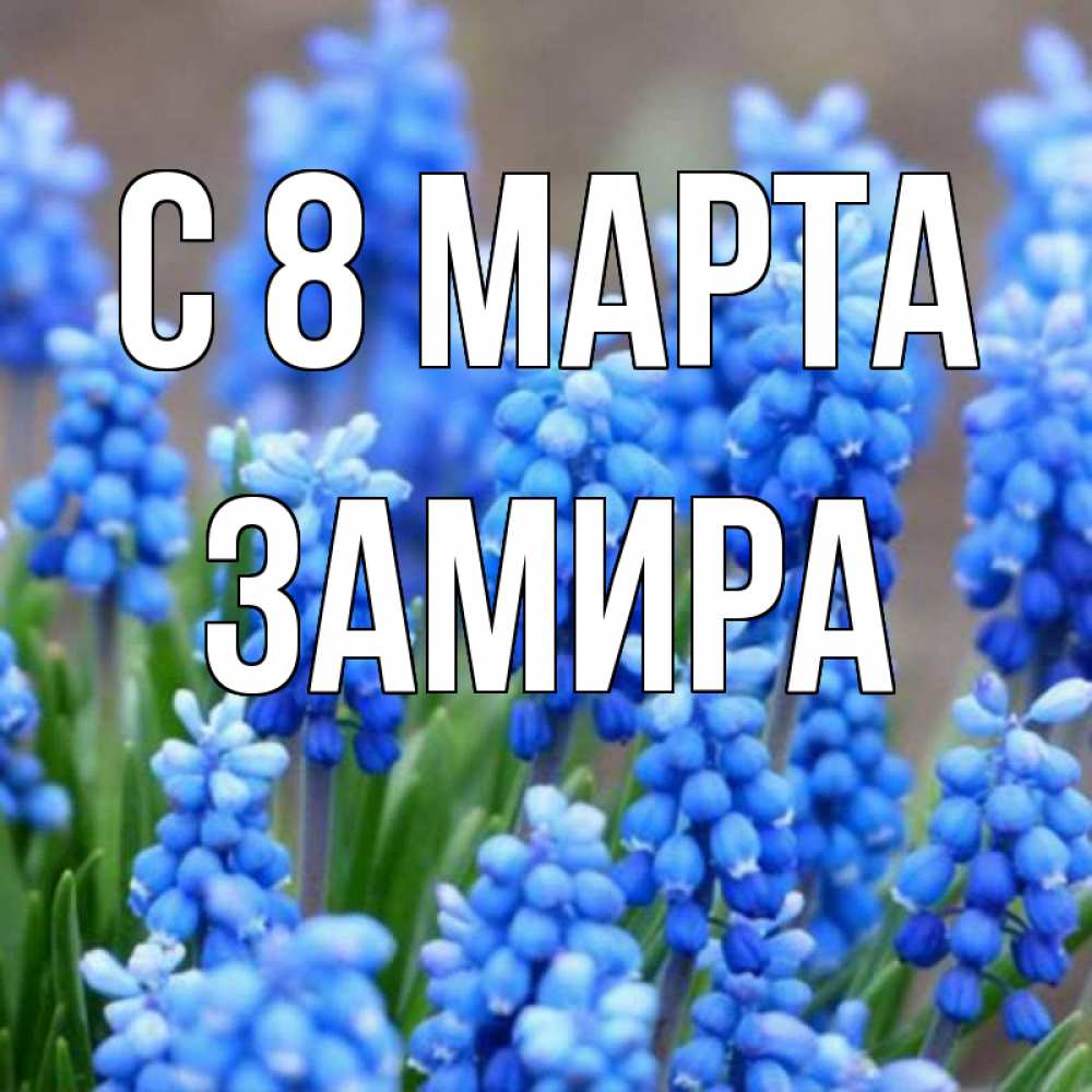 Открытка на каждый день с именем, Замира С 8 марта Поздравительная открытка для женщин с цветами на праздничную дату Прикольная открытка с пожеланием онлайн скачать бесплатно 