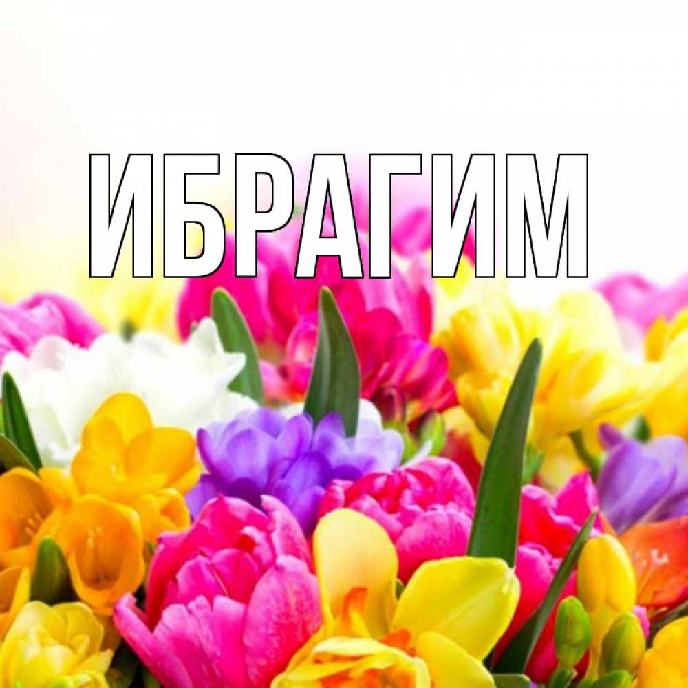 Открытка на каждый день с именем, Ибрагим Главная тюльпаны Прикольная открытка с пожеланием онлайн скачать бесплатно 