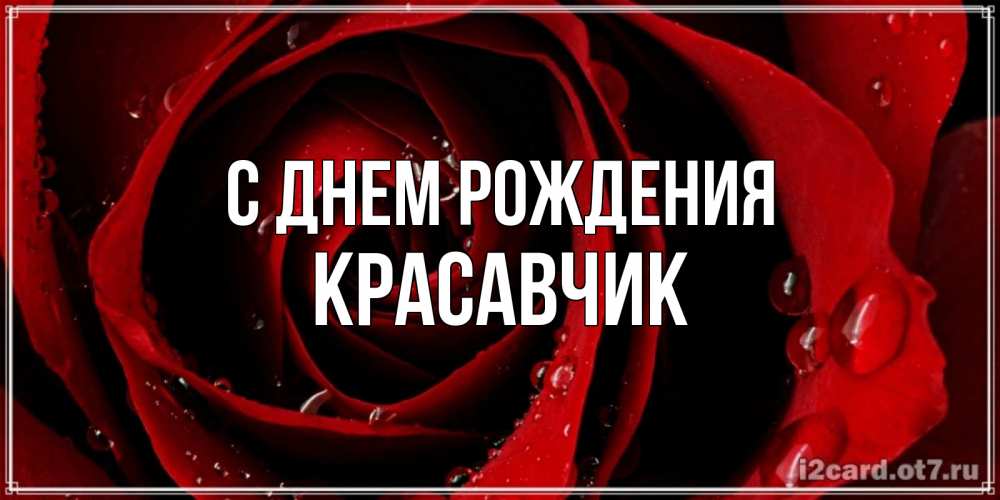 Открытка на каждый день с именем, КРАСАВЧИК С днем рождения крупная бордовая роза Прикольная открытка с пожеланием онлайн скачать бесплатно 