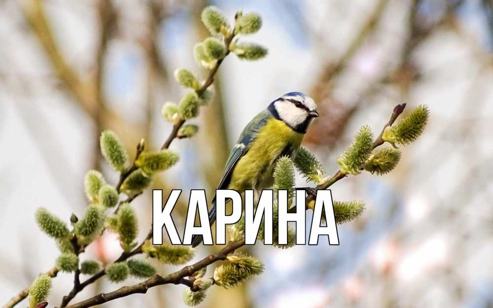 Открытка на каждый день с именем, Карина Главная верба Прикольная открытка с пожеланием онлайн скачать бесплатно 