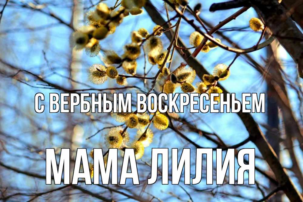 Открытка на каждый день с именем, Мама-Лилия С вербным воскресеньем верба Прикольная открытка с пожеланием онлайн скачать бесплатно 