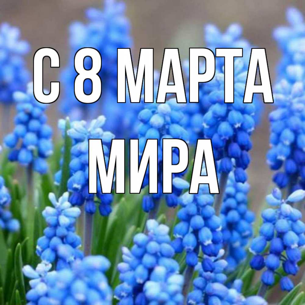 Открытка на каждый день с именем, Мира С 8 МАРТА Поздравительная открытка для женщин с цветами на праздничную дату Прикольная открытка с пожеланием онлайн скачать бесплатно 