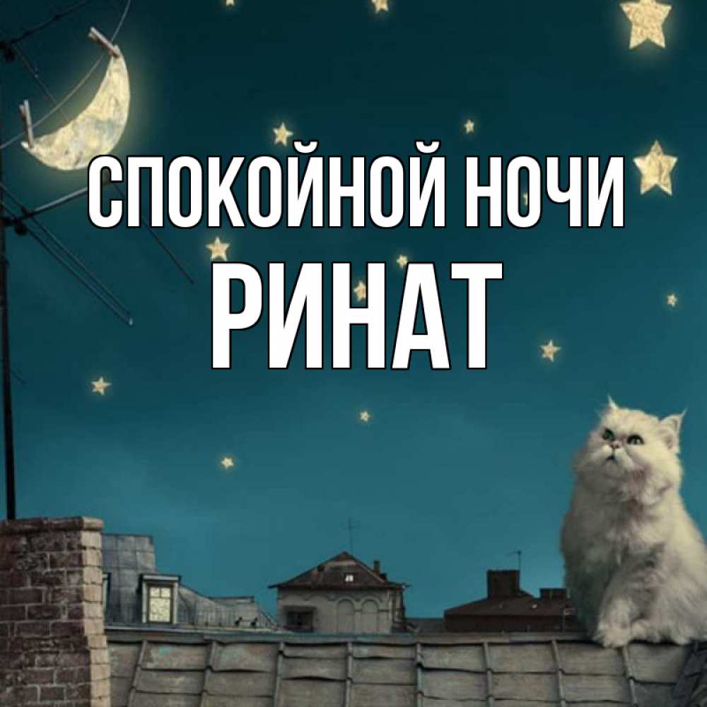 Открытка на каждый день с именем, Ринат Спокойной ночи белый кот сидит на крыше Прикольная открытка с пожеланием онлайн скачать бесплатно 