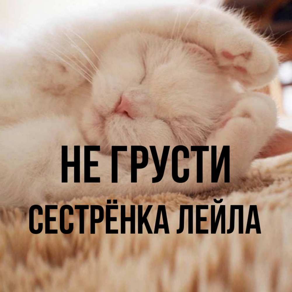 Открытка на каждый день с именем, Сестрёнка-Лейла Не грусти Котенок спит Прикольная открытка с пожеланием онлайн скачать бесплатно 