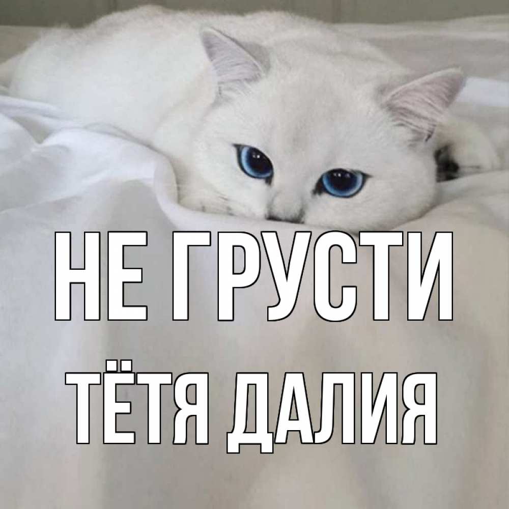 Открытка на каждый день с именем, Тётя-Далия Не грусти белый кот с голубыми глазами на белоснежной кровати Прикольная открытка с пожеланием онлайн скачать бесплатно 