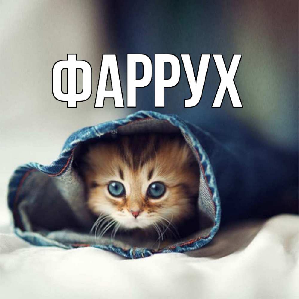 Открытка на каждый день с именем, Фаррух Главная кот в одежде Прикольная открытка с пожеланием онлайн скачать бесплатно 