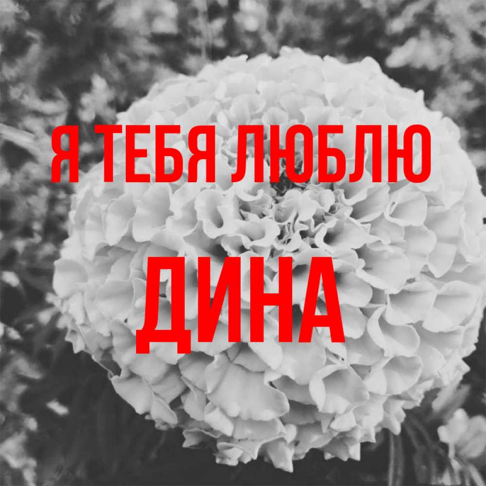 Открытка на каждый день с именем, Дина Я тебя люблю подпись Прикольная открытка с пожеланием онлайн скачать бесплатно 