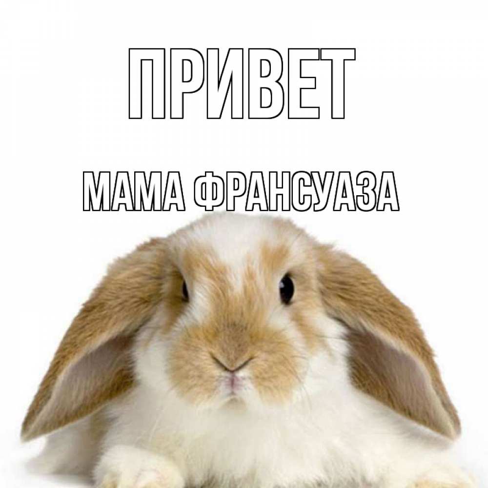 Открытка на каждый день с именем, Мама-Франсуаза Привет с животными Прикольная открытка с пожеланием онлайн скачать бесплатно 
