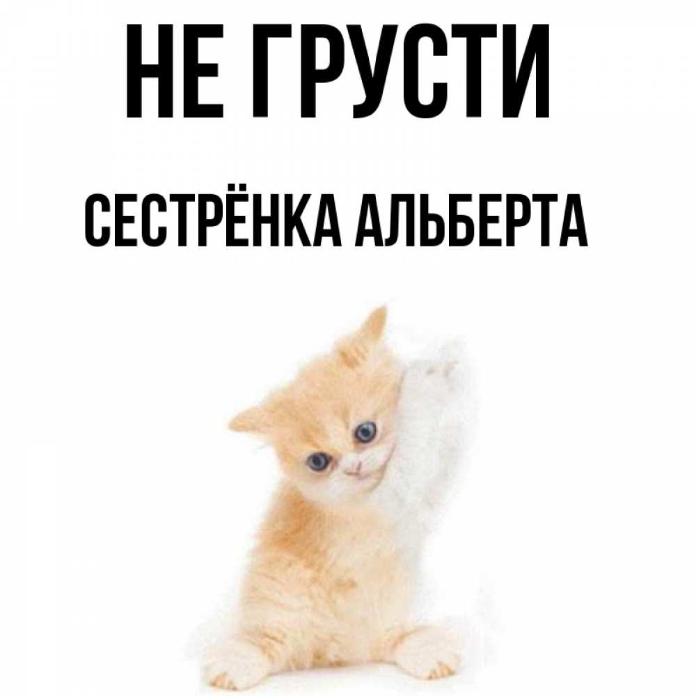 Открытка на каждый день с именем, Сестрёнка-Альберта Не грусти просящий кот Прикольная открытка с пожеланием онлайн скачать бесплатно 