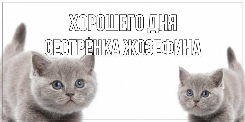 Открытка на каждый день с именем, Сестрёнка-Жозефина Хорошего дня открытка с котами Прикольная открытка с пожеланием онлайн скачать бесплатно 