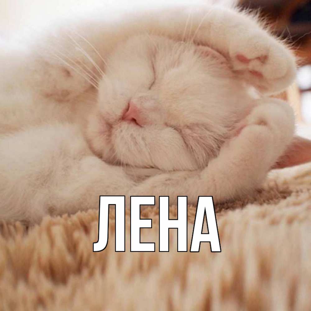 Открытка на каждый день с именем, Лена Главная белый кот Прикольная открытка с пожеланием онлайн скачать бесплатно 