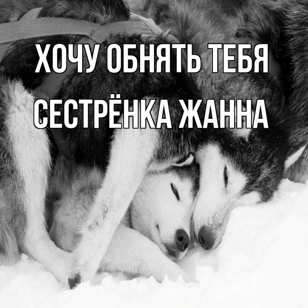 Открытка на каждый день с именем, Сестрёнка-Жанна Хочу обнять тебя собачки в упряжке Прикольная открытка с пожеланием онлайн скачать бесплатно 