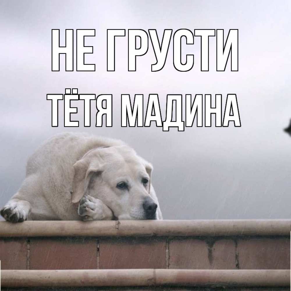 Открытка на каждый день с именем, Тётя-Мадина Не грусти белый пес 1 Прикольная открытка с пожеланием онлайн скачать бесплатно 