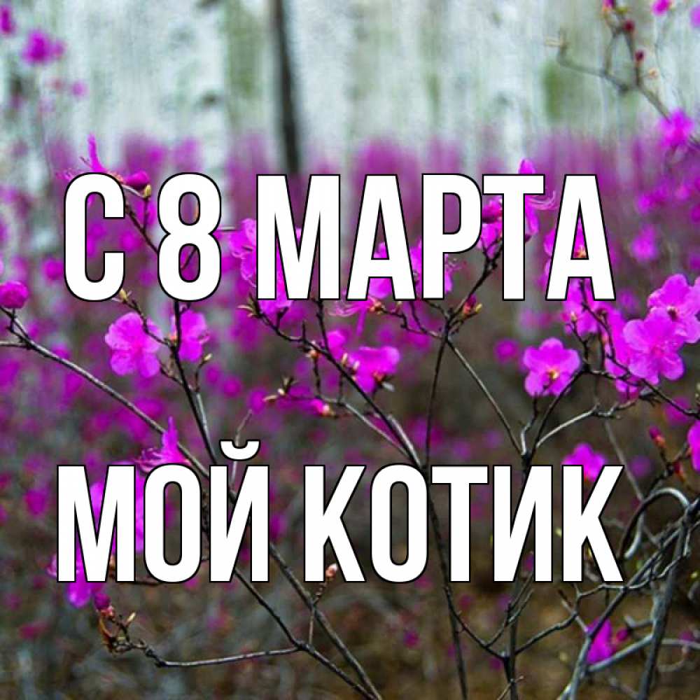 Открытка на каждый день с именем, мой-Котик С 8 МАРТА дикие цветы Прикольная открытка с пожеланием онлайн скачать бесплатно 