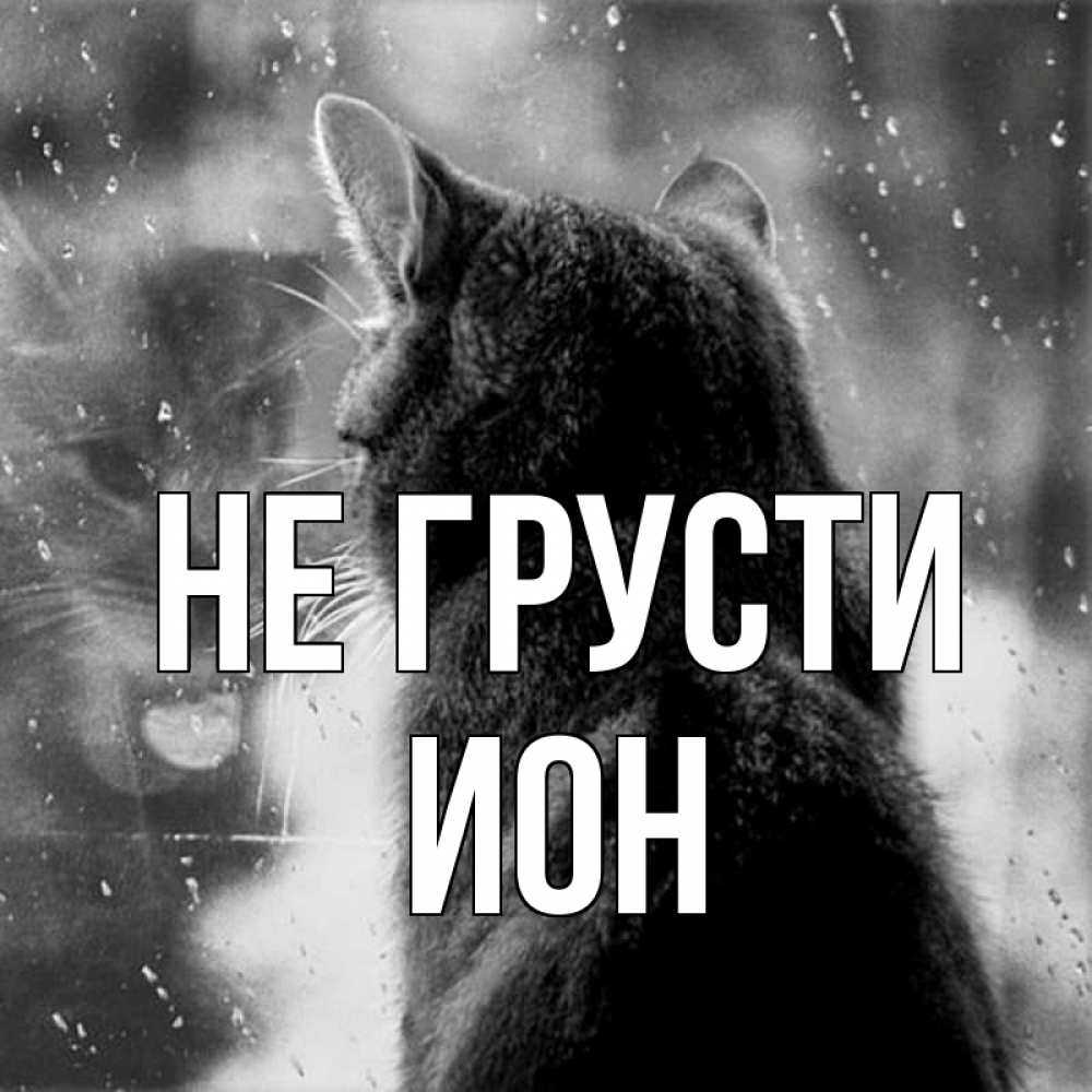 Открытка на каждый день с именем, Ион Не грусти отражение кота 1 Прикольная открытка с пожеланием онлайн скачать бесплатно 