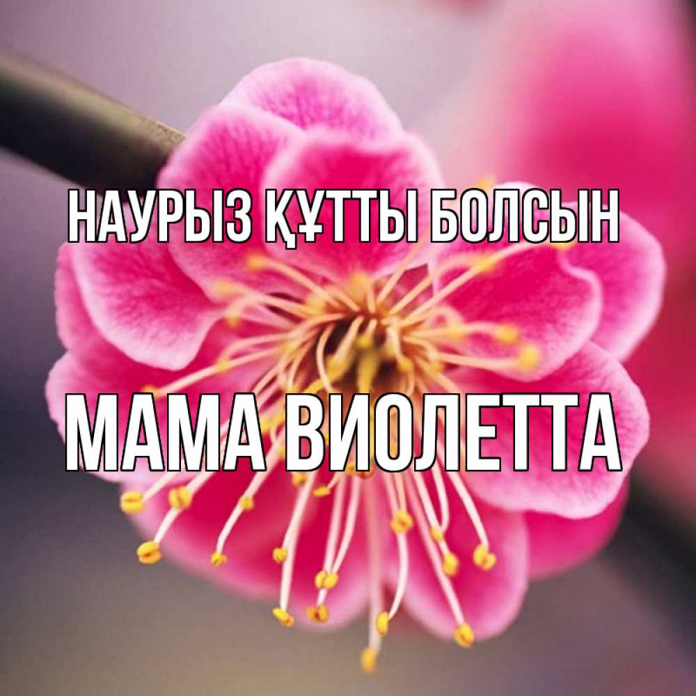 Открытка на каждый день с именем, Мама-Виолетта Наурыз құтты болсын цветы Прикольная открытка с пожеланием онлайн скачать бесплатно 