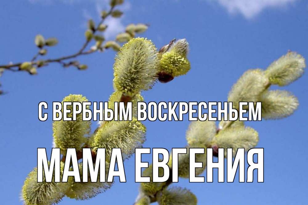 Открытка на каждый день с именем, Мама-Евгения С вербным воскресеньем верба Прикольная открытка с пожеланием онлайн скачать бесплатно 