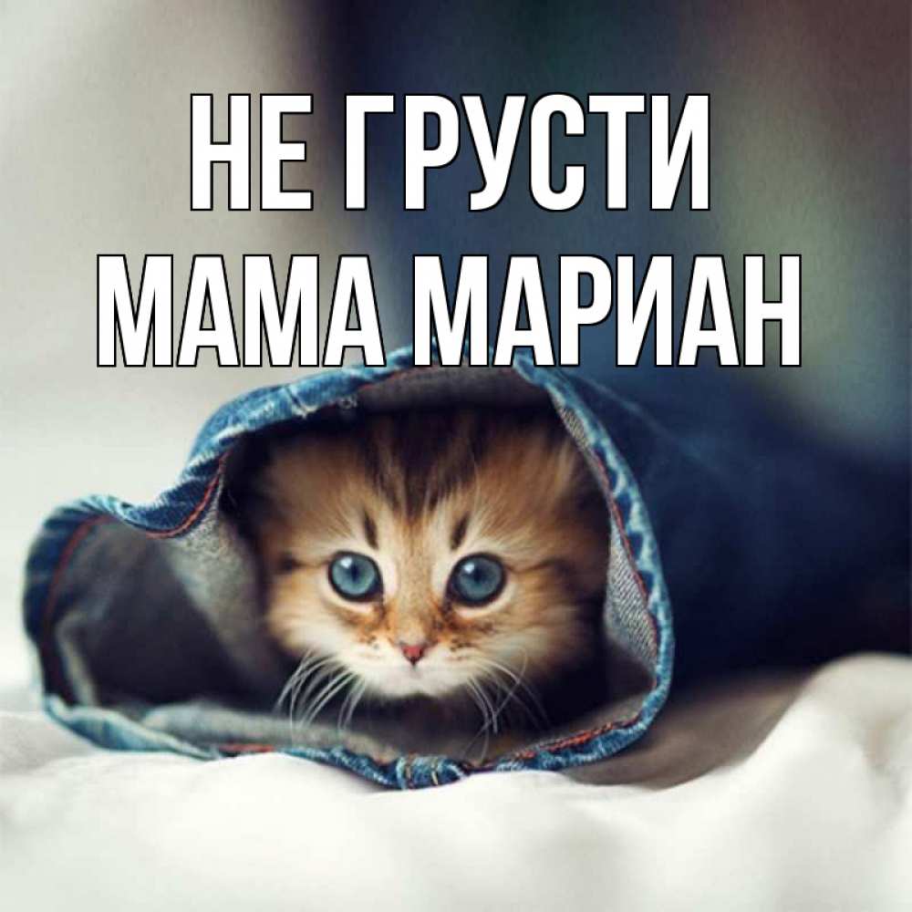 Открытка на каждый день с именем, Мама-Мариан Не грусти кот в одежде Прикольная открытка с пожеланием онлайн скачать бесплатно 
