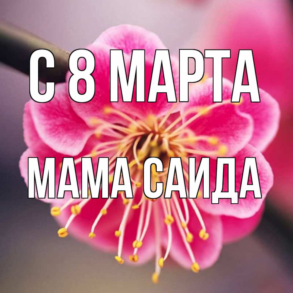 Открытка на каждый день с именем, Мама-Саида С 8 МАРТА цветы Прикольная открытка с пожеланием онлайн скачать бесплатно 