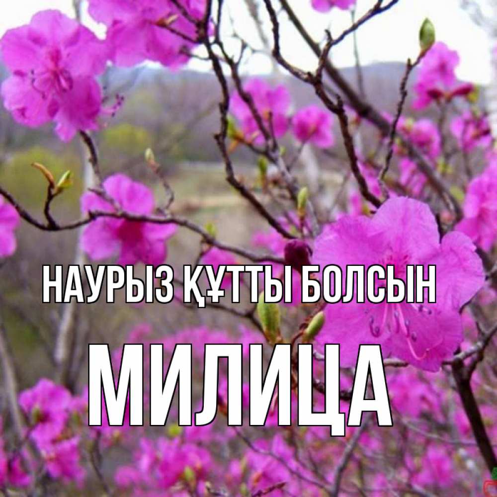 Открытка на каждый день с именем, Милица Наурыз құтты болсын наурыз мейрамы кутты болсын Прикольная открытка с пожеланием онлайн скачать бесплатно 