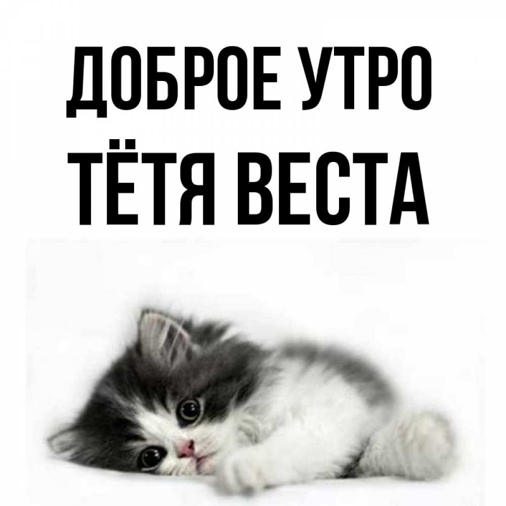 Открытка на каждый день с именем, Тётя-Веста Доброе утро кот лапки Прикольная открытка с пожеланием онлайн скачать бесплатно 