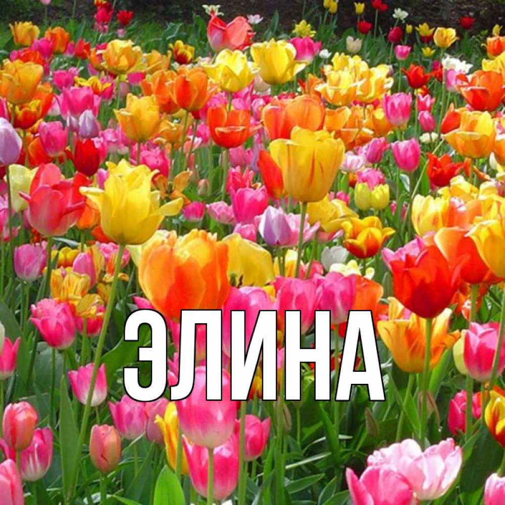 Открытка на каждый день с именем, Элина Главная праздник весны наурыз 4 Прикольная открытка с пожеланием онлайн скачать бесплатно 