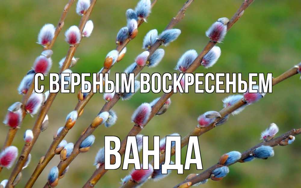 Открытка на каждый день с именем, Ванда С вербным воскресеньем верба Прикольная открытка с пожеланием онлайн скачать бесплатно 