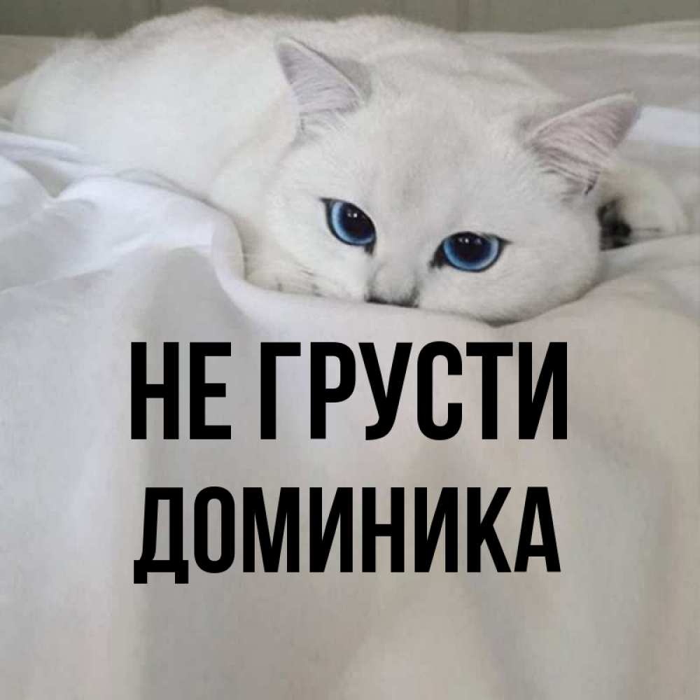 Открытка на каждый день с именем, Доминика Не грусти Голубоглазая кошка Прикольная открытка с пожеланием онлайн скачать бесплатно 