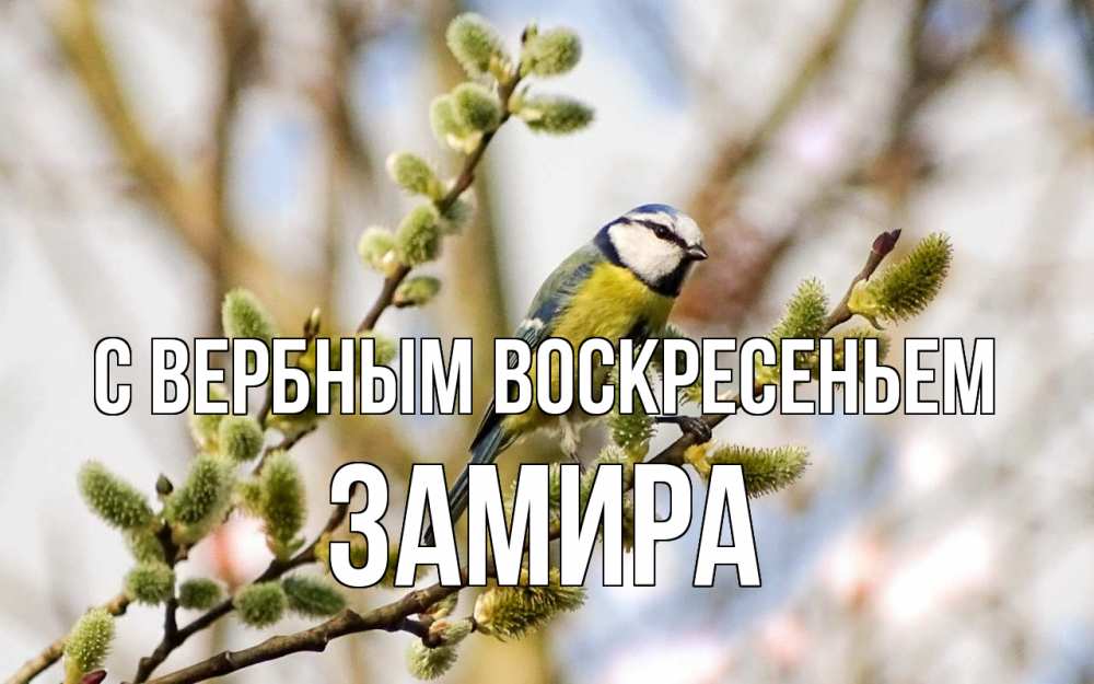 Открытка на каждый день с именем, Замира С вербным воскресеньем верба Прикольная открытка с пожеланием онлайн скачать бесплатно 