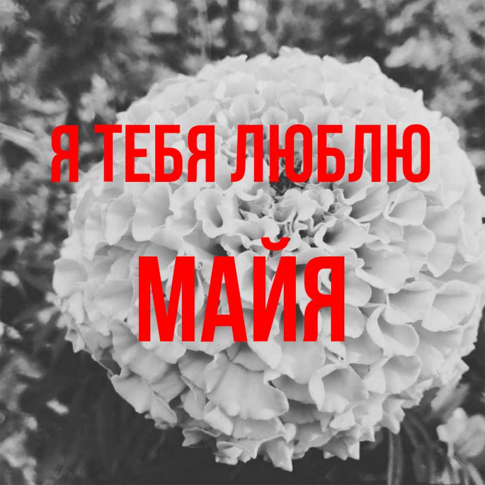 Открытка на каждый день с именем, Майя Я тебя люблю подпись Прикольная открытка с пожеланием онлайн скачать бесплатно 
