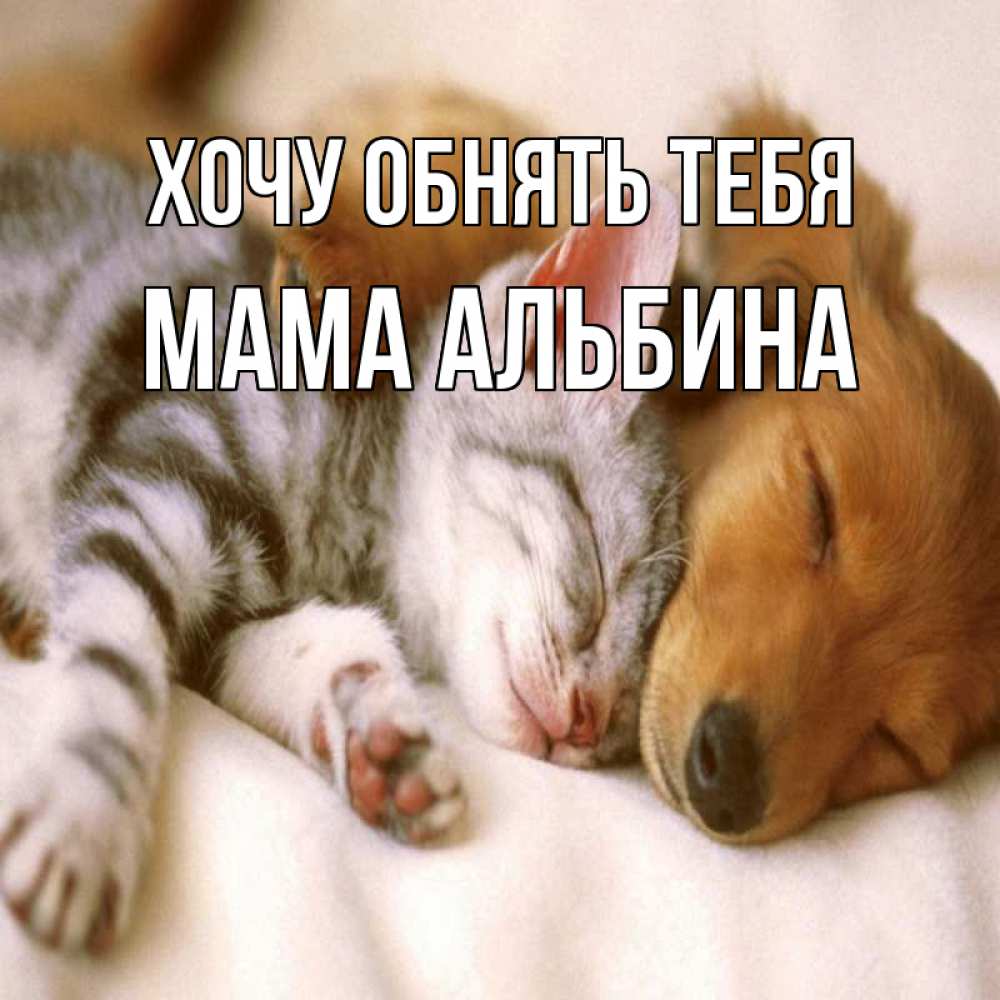Открытка на каждый день с именем, Мама-Альбина Хочу обнять тебя пес и котенок Прикольная открытка с пожеланием онлайн скачать бесплатно 