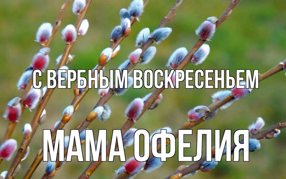 Открытка на каждый день с именем, Мама-Офелия С вербным воскресеньем верба Прикольная открытка с пожеланием онлайн скачать бесплатно 