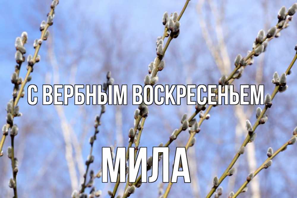 Открытка на каждый день с именем, Мила С вербным воскресеньем верба Прикольная открытка с пожеланием онлайн скачать бесплатно 