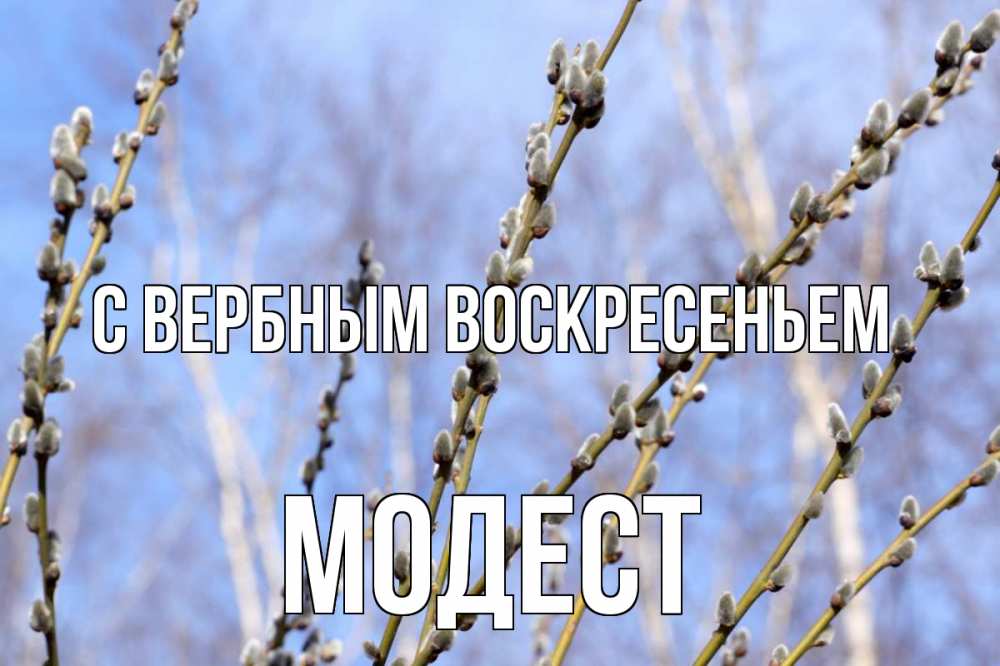 Открытка на каждый день с именем, Модест С вербным воскресеньем верба Прикольная открытка с пожеланием онлайн скачать бесплатно 
