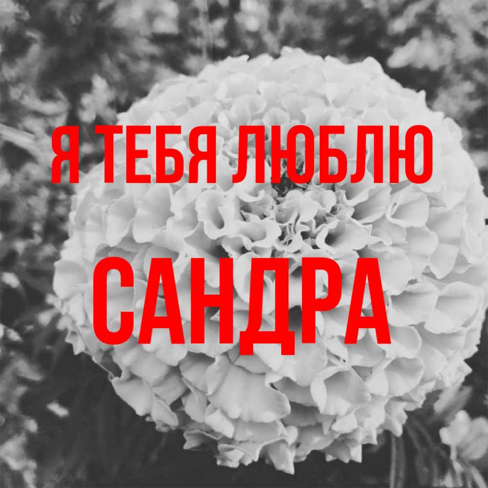 Открытка на каждый день с именем, Сандра Я тебя люблю подпись Прикольная открытка с пожеланием онлайн скачать бесплатно 