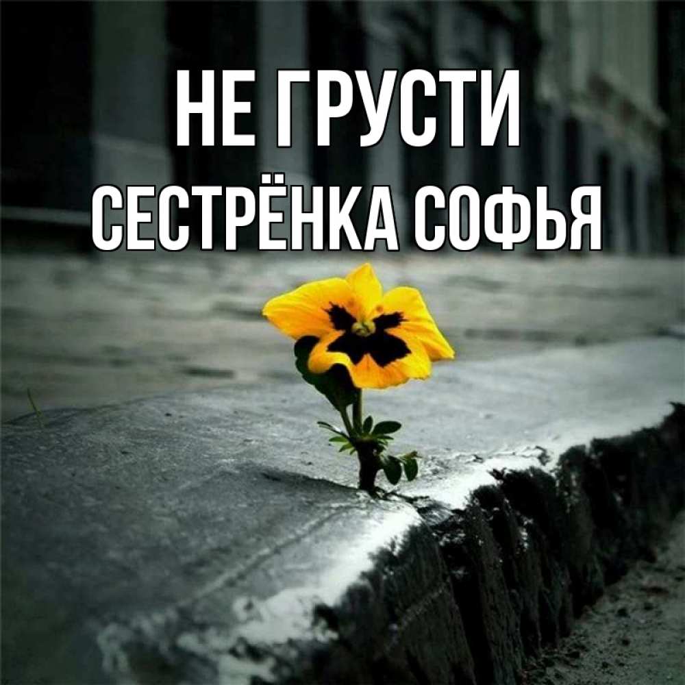 Открытка на каждый день с именем, Сестрёнка-Софья Не грусти не сдавайся Прикольная открытка с пожеланием онлайн скачать бесплатно 