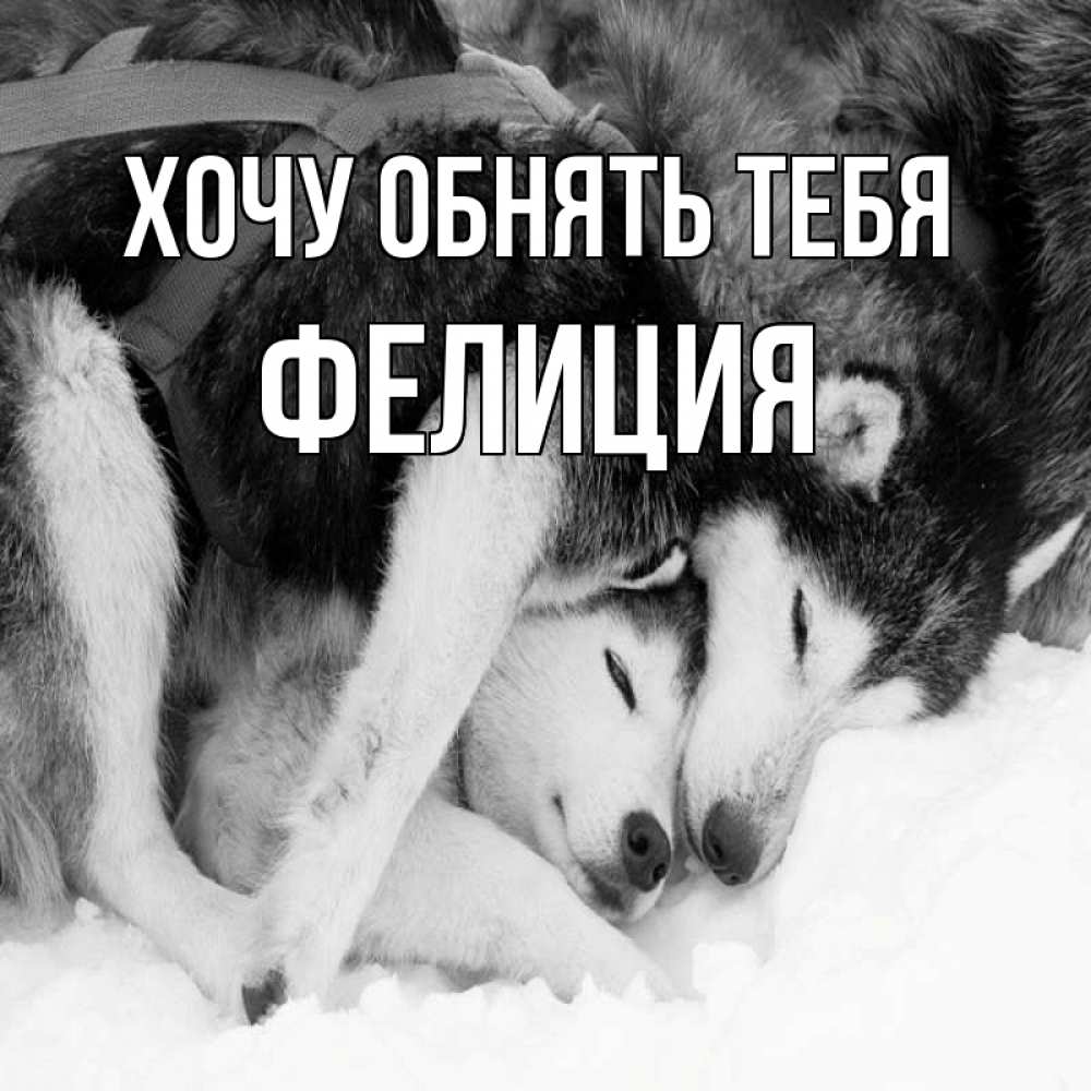 Открытка на каждый день с именем, Фелиция Хочу обнять тебя собачки в упряжке Прикольная открытка с пожеланием онлайн скачать бесплатно 