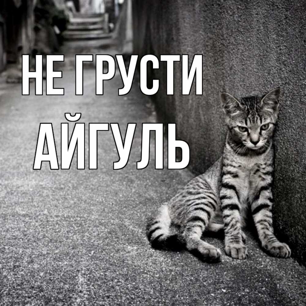 Открытка на каждый день с именем, Айгуль Не грусти скучающий котик Прикольная открытка с пожеланием онлайн скачать бесплатно 