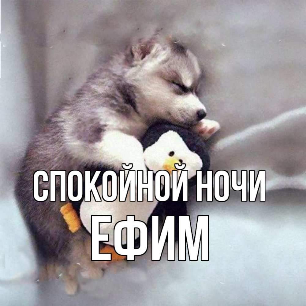 Открытка на каждый день с именем, Ефим Спокойной ночи обнимашки щенка и пингвина Прикольная открытка с пожеланием онлайн скачать бесплатно 