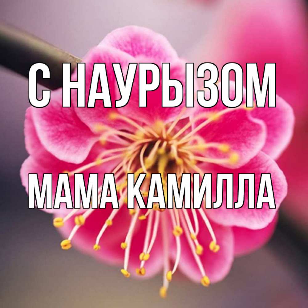Открытка на каждый день с именем, Мама-Камилла С наурызом цветы Прикольная открытка с пожеланием онлайн скачать бесплатно 