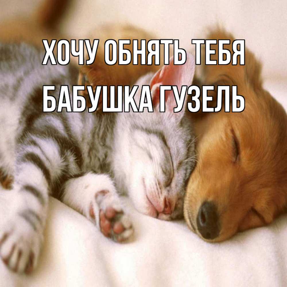 Открытка на каждый день с именем, Бабушка-Гузель Хочу обнять тебя пес и котенок Прикольная открытка с пожеланием онлайн скачать бесплатно 