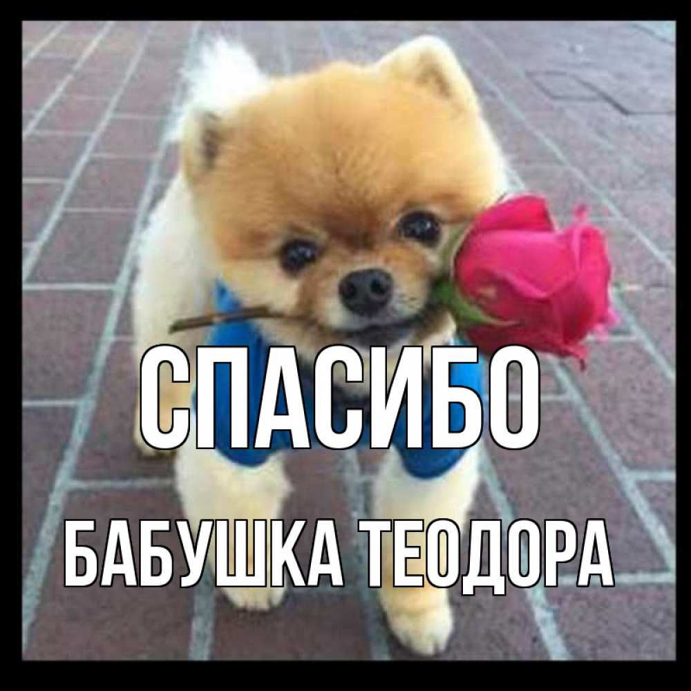 Открытка на каждый день с именем, Бабушка-Теодора Спасибо спасибо и дарю тебе цветок Прикольная открытка с пожеланием онлайн скачать бесплатно 