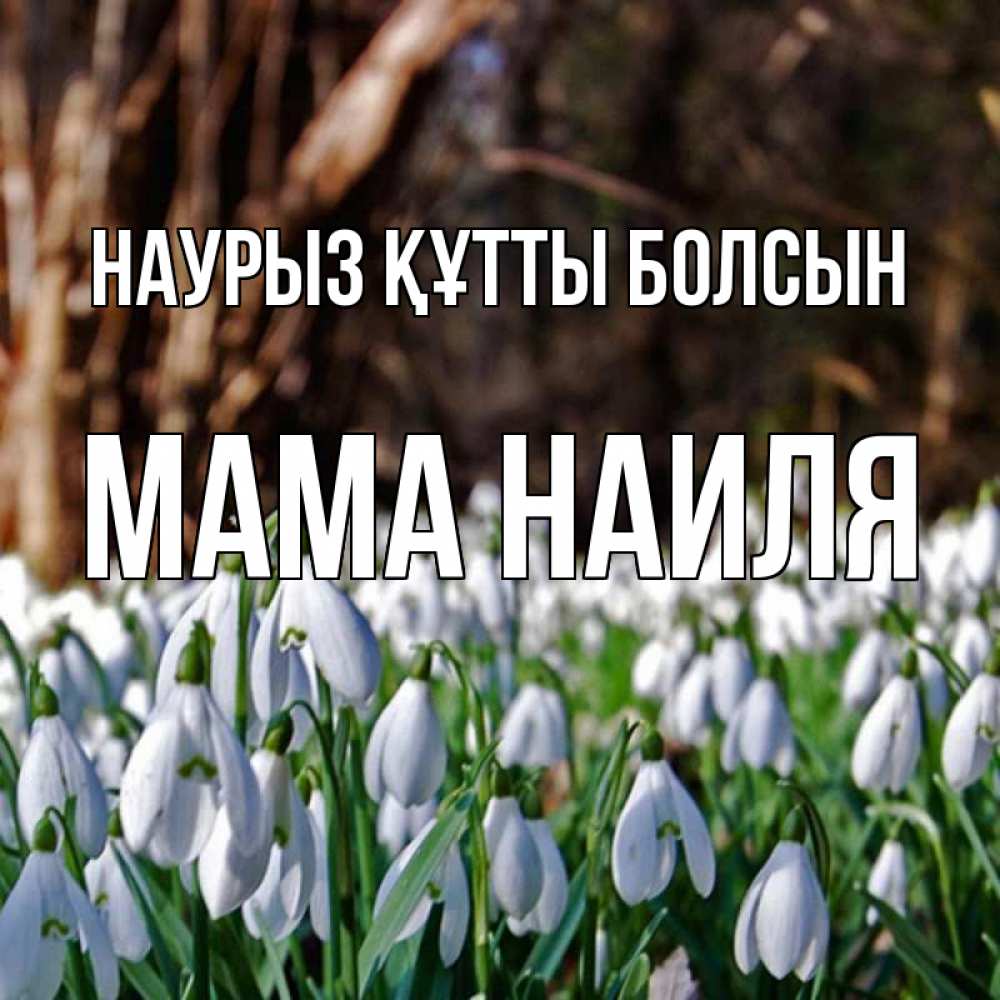 Открытка на каждый день с именем, Мама-Наиля Наурыз құтты болсын с подснежниками 1 Прикольная открытка с пожеланием онлайн скачать бесплатно 