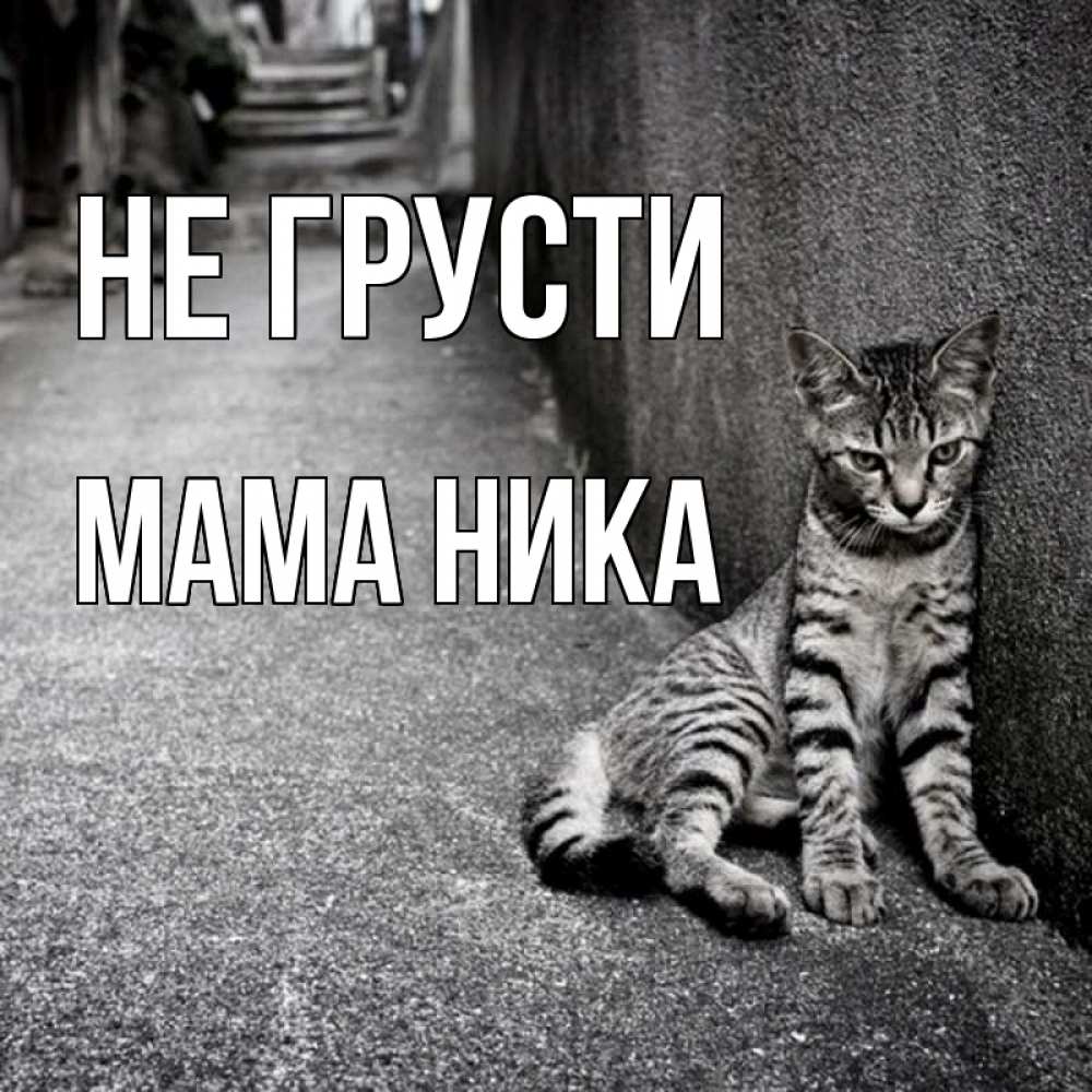 Открытка на каждый день с именем, Мама-Ника Не грусти скучающий котик Прикольная открытка с пожеланием онлайн скачать бесплатно 