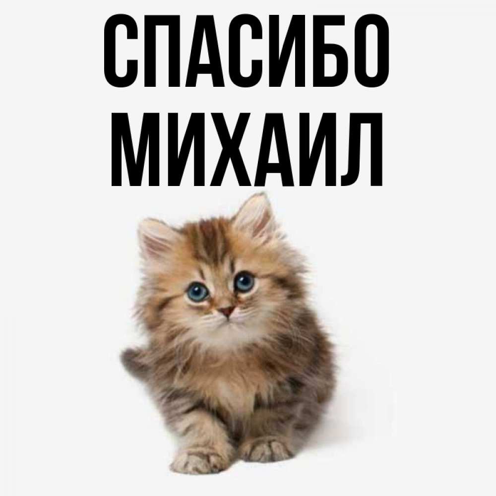 Открытка на каждый день с именем, Михаил Спасибо пушистый котик Прикольная открытка с пожеланием онлайн скачать бесплатно 