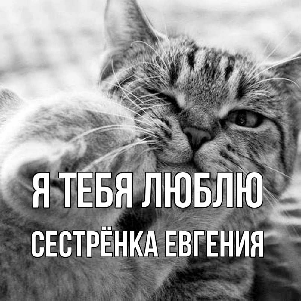 Открытка на каждый день с именем, Сестрёнка-Евгения Я тебя люблю коты Прикольная открытка с пожеланием онлайн скачать бесплатно 