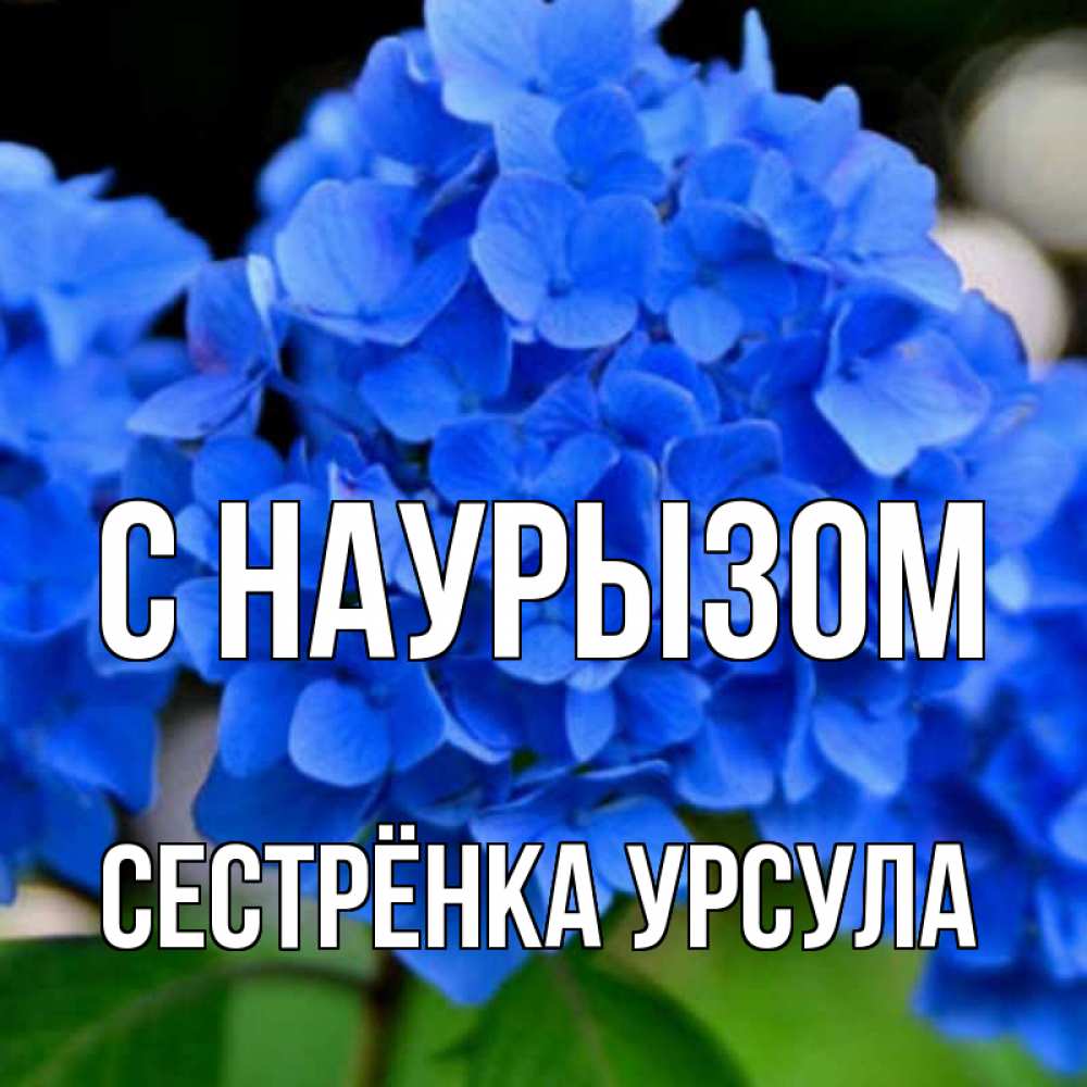 Открытка на каждый день с именем, Сестрёнка-Урсула С наурызом синие цветы Прикольная открытка с пожеланием онлайн скачать бесплатно 
