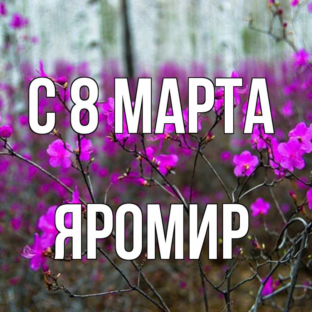Открытка на каждый день с именем, Яромир С 8 МАРТА дикие цветы Прикольная открытка с пожеланием онлайн скачать бесплатно 