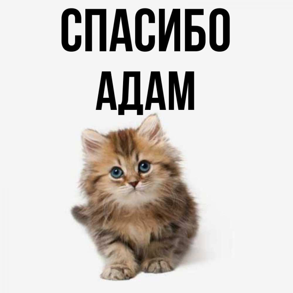 Открытка на каждый день с именем, Адам Спасибо пушистый котик Прикольная открытка с пожеланием онлайн скачать бесплатно 