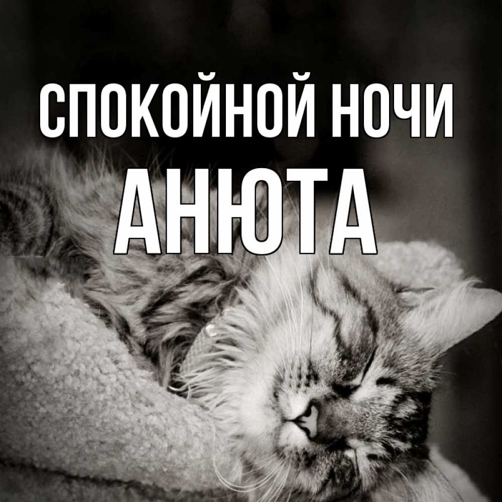 Открытка на каждый день с именем, Анюта Спокойной ночи котярик пушистый Прикольная открытка с пожеланием онлайн скачать бесплатно 